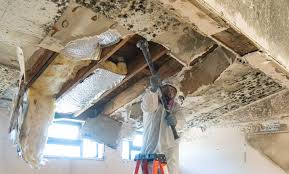 Best Environmental Consulting for Mold Prevention  in Edgefield, SC